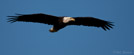 Bold eagel.