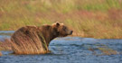 Grizzly.